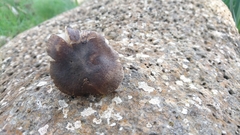 Tricholoma terreum image