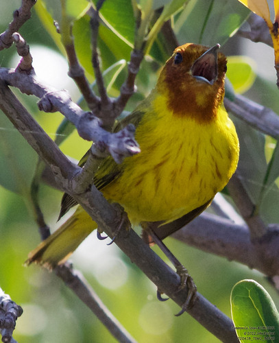 Mangrove Warbler [oraria]