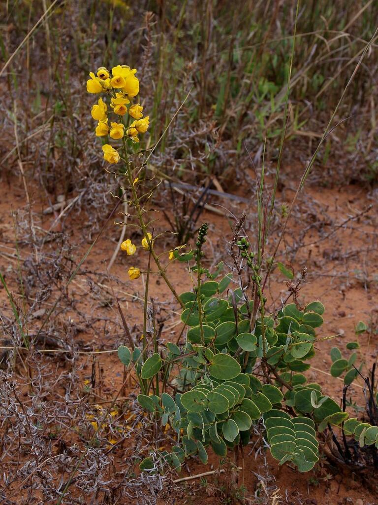 Chamaecrista lundii
