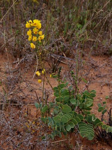 Chamaecrista lundii