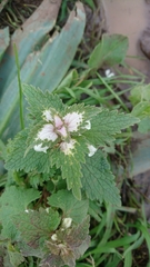 Lamium moschatum