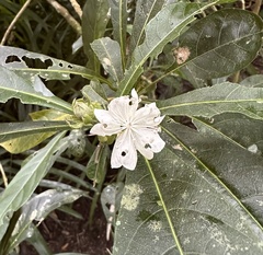 Hibiscus macilwraithensis, photograph Ashwin Srinivasan, CC BY, iNaturalist via GBIF