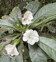 Hibiscus macilwraithensis