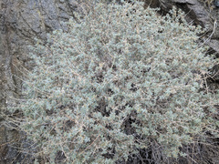 Ambrosia dumosa