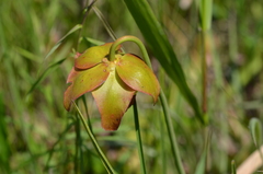 Sarracenia