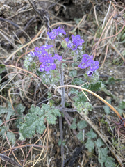 Phacelia crenulata