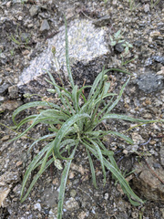 Plantago ovata