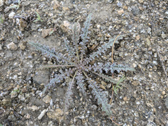 Eulobus californicus