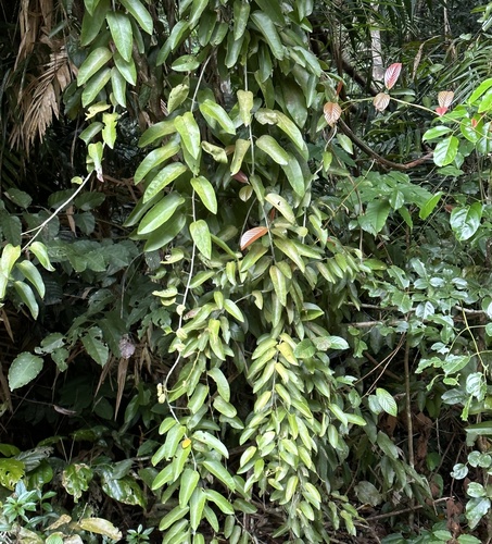 Hypserpa laurina (F.Muell.) Diels