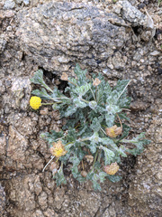 Trichoptilium incisum