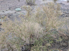 Psorothamnus schottii