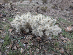 Cylindropuntia echinocarpa