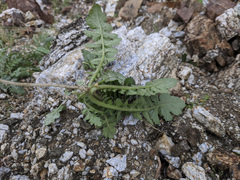 Brassica tournefortii