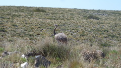 Rhea pennata