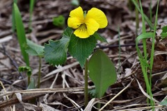 Viola uniflora