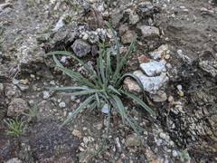 Plantago ovata
