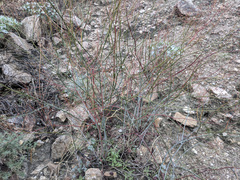 Eriogonum inflatum