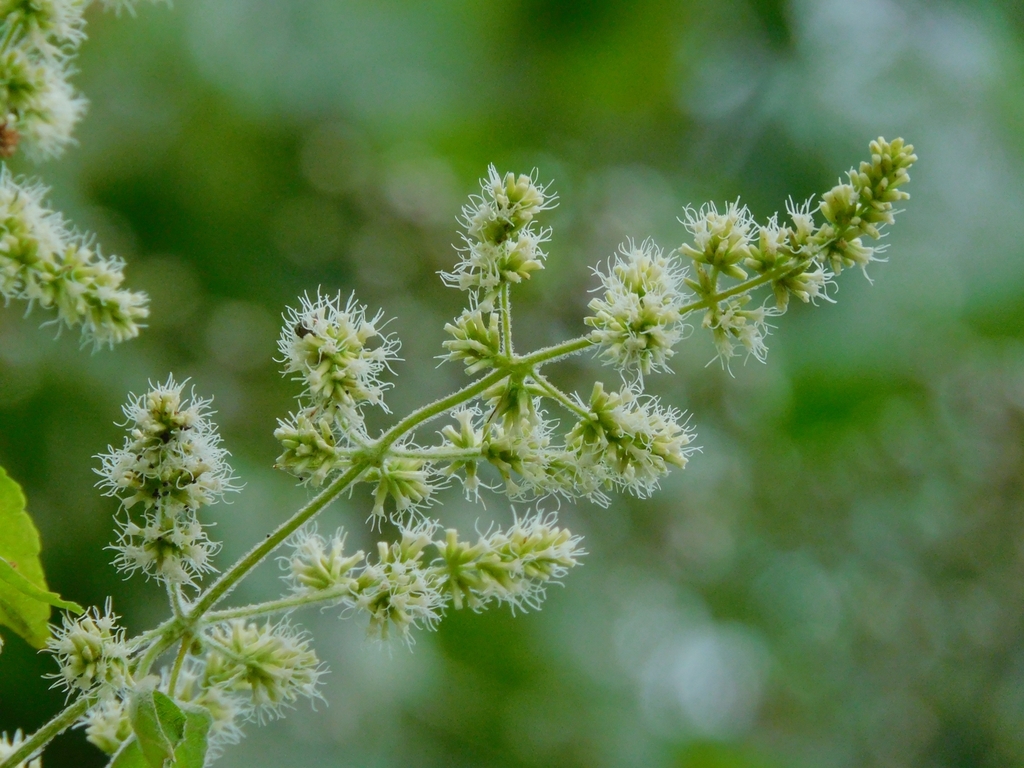 Mikania haenkeana