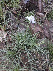 Chaenactis fremontii