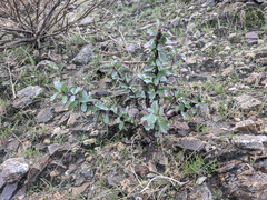 Fouquieria splendens