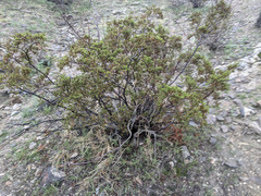 Larrea tridentata