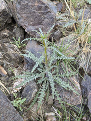 Eulobus californicus