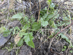 Brassica tournefortii