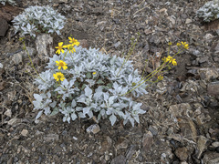 Encelia farinosa
