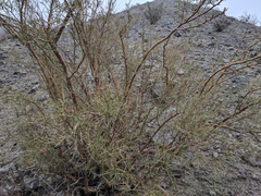 Psorothamnus schottii