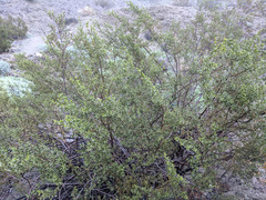 Larrea tridentata