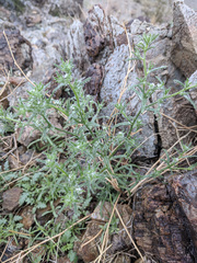 Cryptantha