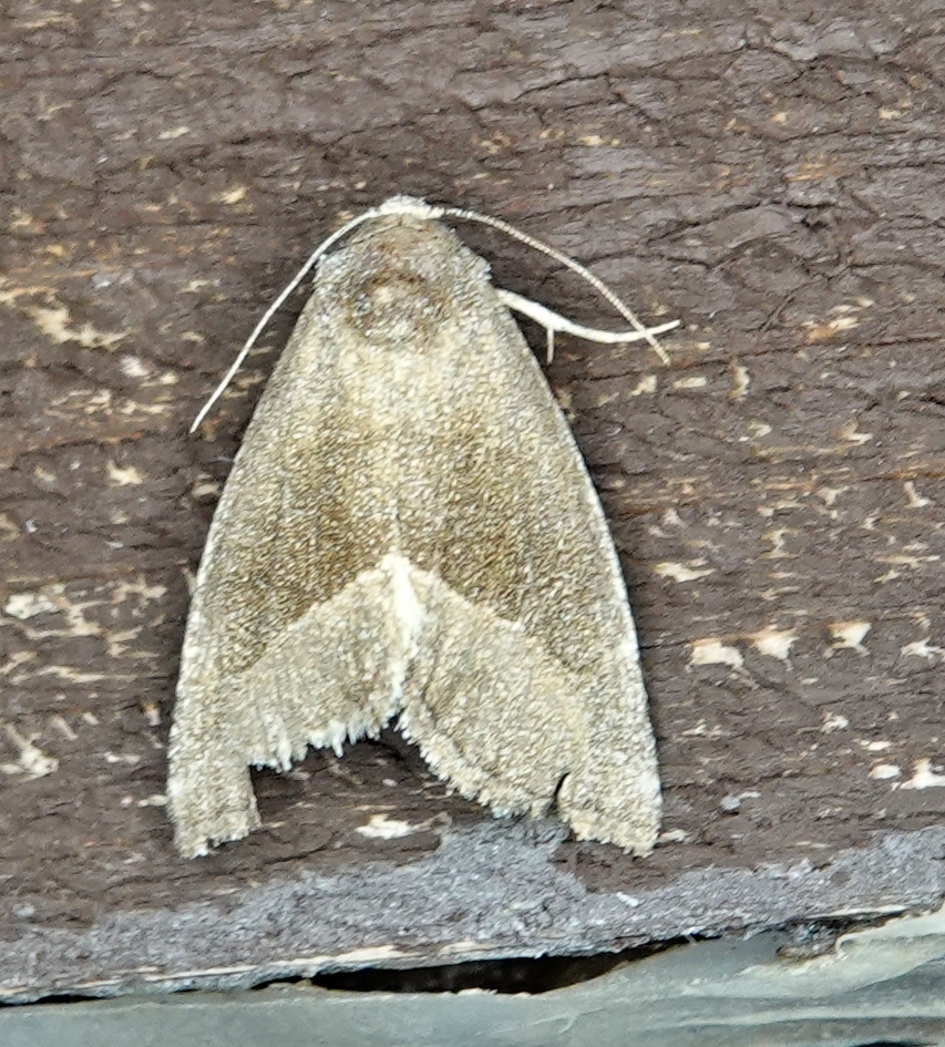 Frothy Moth