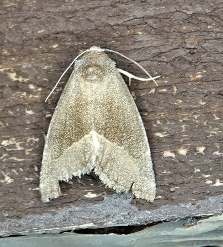 Frothy Moth