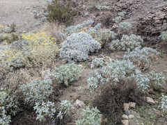 Encelia farinosa