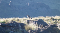 Oreopholus ruficollis