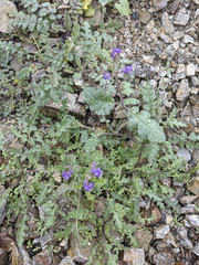Phacelia crenulata