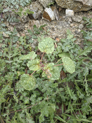 Chylismia cardiophylla