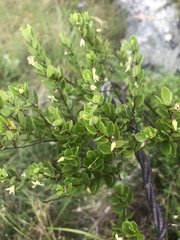 Cryptolepis delagoensis