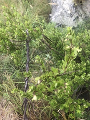 Cryptolepis delagoensis