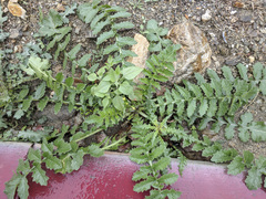 Brassica tournefortii