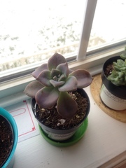Graptopetalum pentandrum