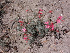 Ipomopsis aggregata bridgesii