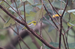 Zosterops simplex simplex