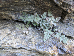 Myriopteris parryi image