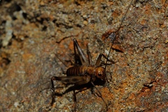 Petaloptila andreinii