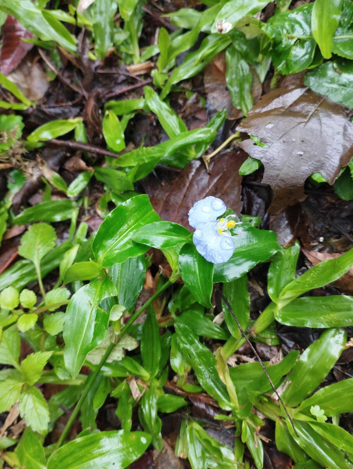 Commelina erecta