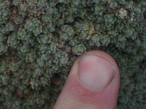 Image of Draba oligosperma by no rights reserved