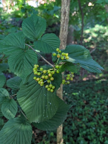 Viburnum wrightii