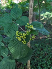Viburnum wrightii
