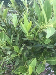 Pterocelastrus echinatus